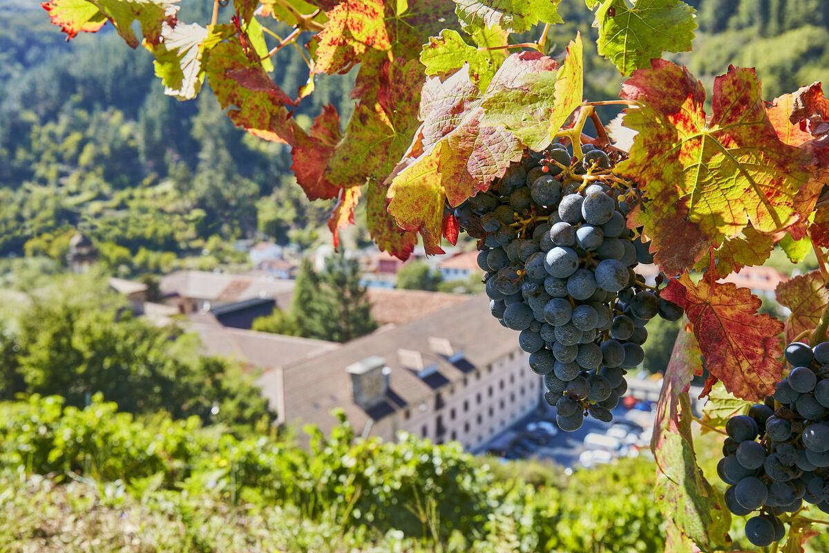 Viñedo junto al Monasterio de Corías