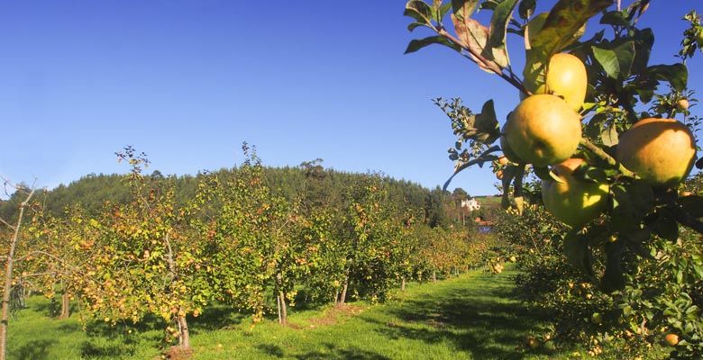 Pomarada en San Justo (Villaviciosa)