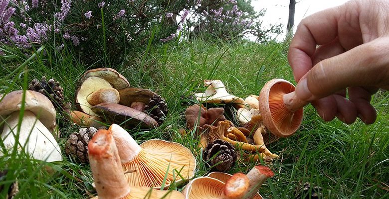 Las setas también crecen en medio de la pomarada