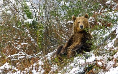 Oso pardo cantábrico