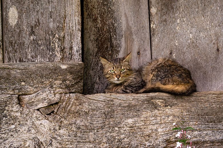 Hórreo en Anayo (Piloña) ©Jesús Alfaro Hórreo en Anayo (Piloña) ©Jesús Alfaro