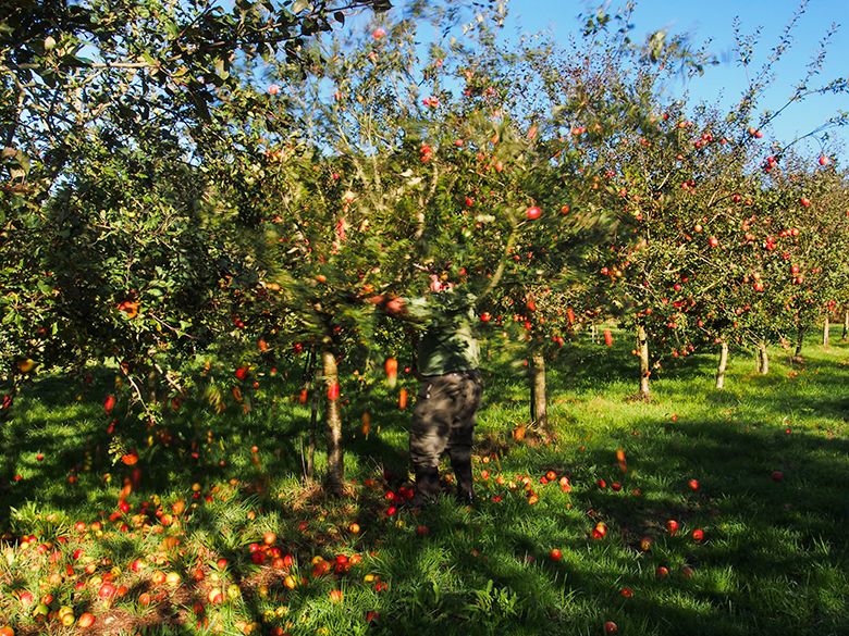 Recogiendo manzana (Villaviciosa) ©Juanjo Arrojo Recogiendo manzana (Villaviciosa) ©Juanjo Arrojo