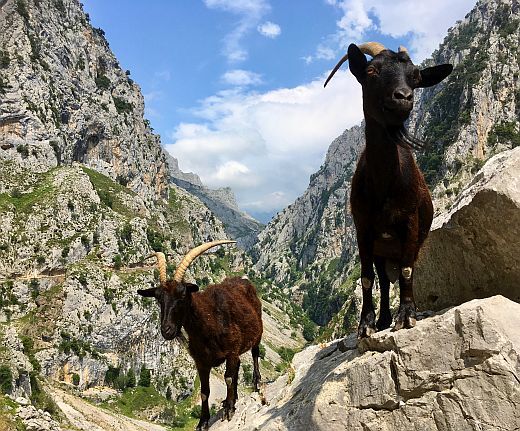 Ruta del Cares Ruta del Cares