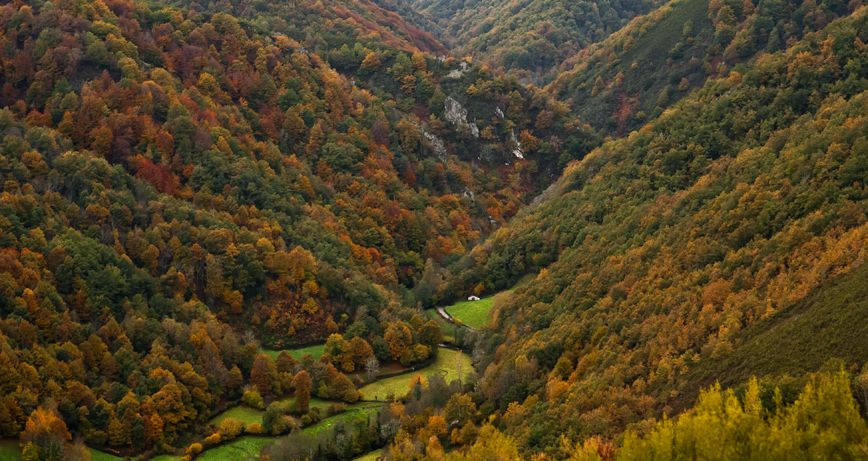 7 Fascinating routes through the forests of Asturias