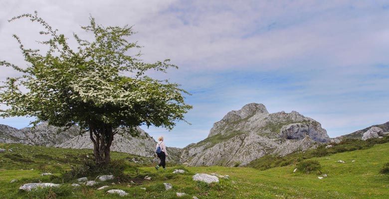 Vega las mantegas y el cuetón
