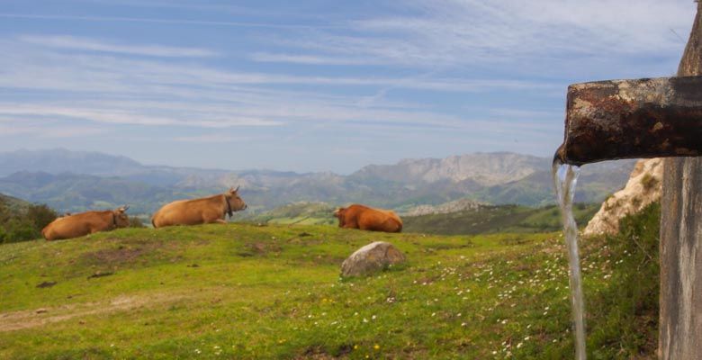 Ganado en el entorno de la majada de Soñin