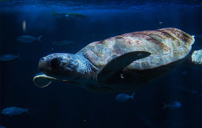 Bioparc Acuario de Gijón