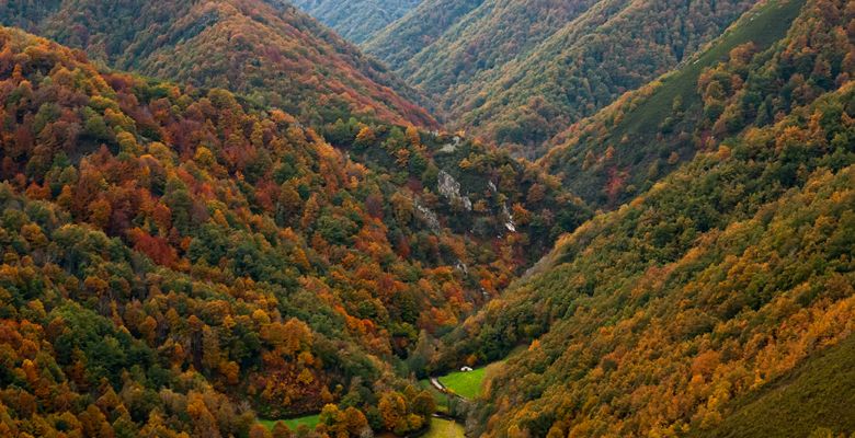 Bosque de Muniellos en Cangas del Narcea