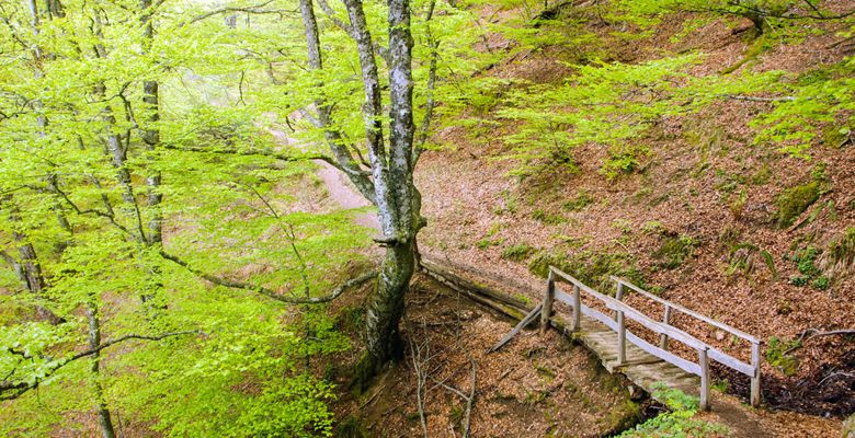 Ruta del Tabayón de Mongayo en el Parque Natural de Redes