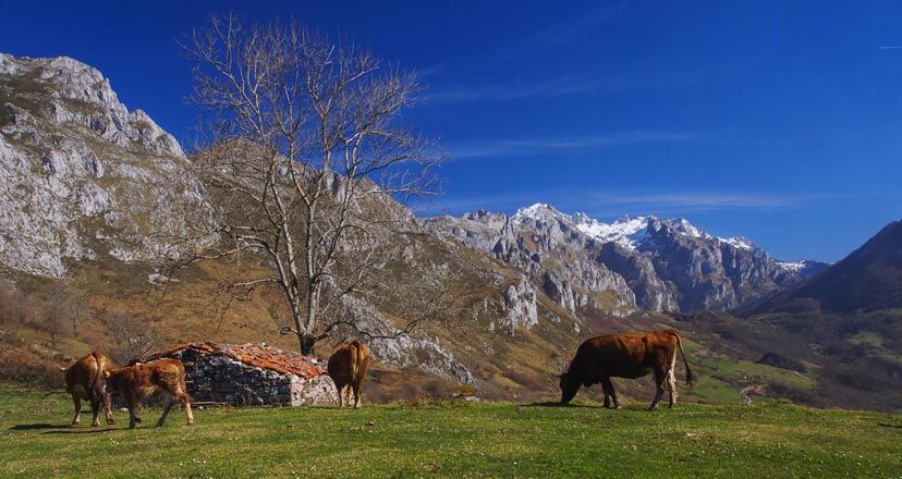 El Valle de Angón, el corazón verde de los Picos de Europa