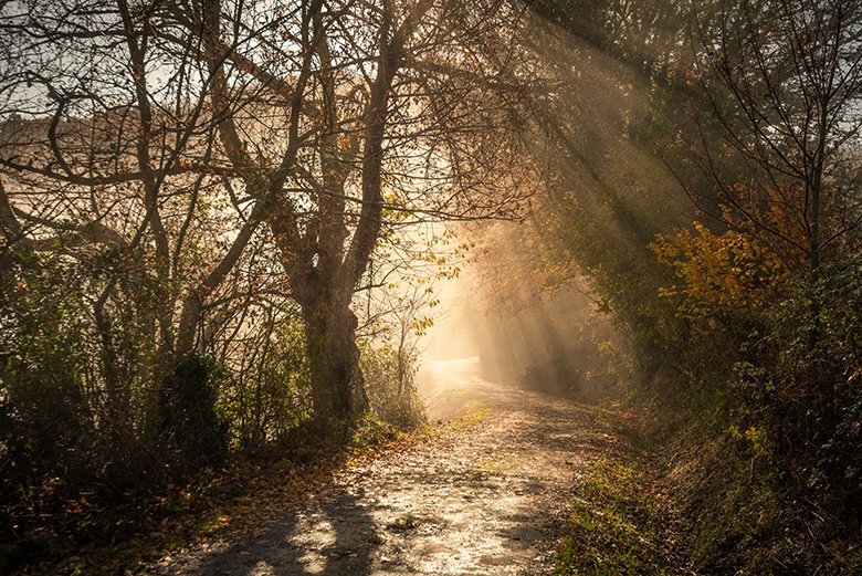 Bosque del Palacio de Mon (San Martín de Oscos). ©Mampiris Bosque del Palacio de Mon (San Martín de Oscos). ©Mampiris