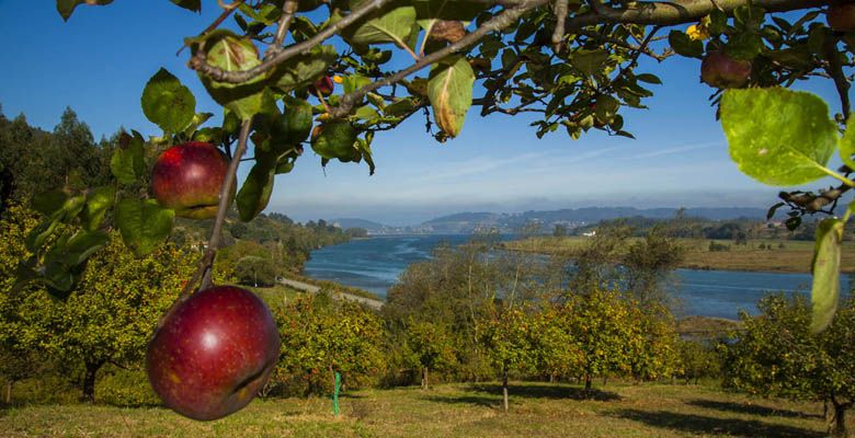 Pomares con la ría de Villaviciosa al fondo Pomares con la ría de Villaviciosa al fondo