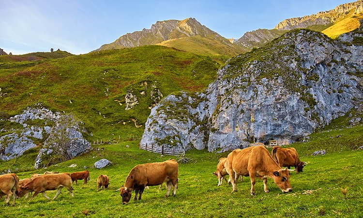 Vacas en Tuíza Riba en Lena Vacas en Tuíza Riba en Lena