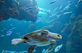 Bioparc Acuario de Gijón