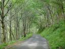 A narrow paved road with tall trees on both sides