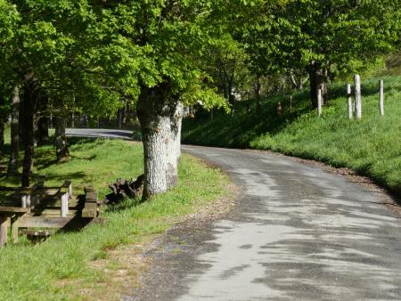 Carballeira de Millarado