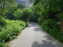 An asphalt road runs through a thick green forest