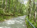 An asphalt road runs through a dense forest of tall, leafy trees