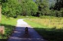A person cycling on a dirt road between meadows and trees