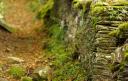 Mit grünem Moos und Vegetation bewachsene Steinmauer am Rande eines Weges