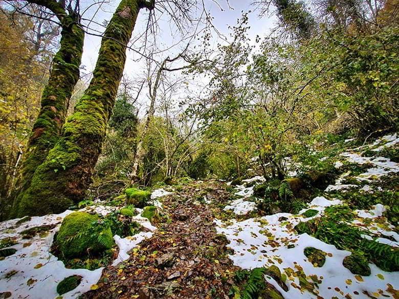 High altitude section of the route with snow among the trees in the Muniellos Forest.