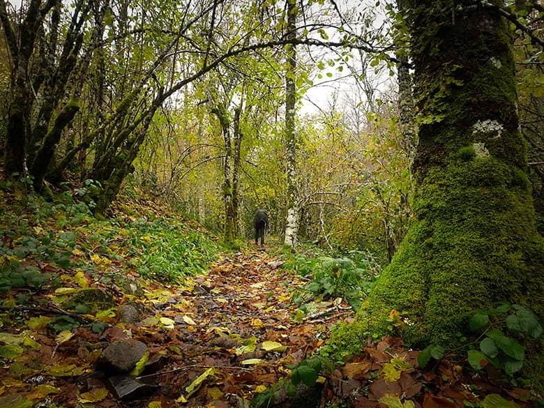 A man in dark clothing walks in the distance along a path covered with autumn leaves. A large moss-covered tree stands in the foreground on the right.