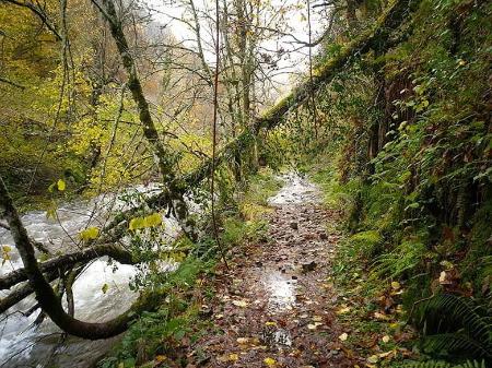 Munieḷḷos Forest