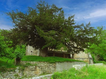 A large leafy tree stands in front of a stone church
