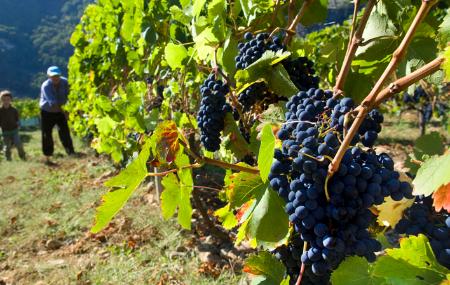 Imagen Fuentes del Narcea, Degaña and Ibias: Forests, vineyards, bears and cunqueiros (caves)