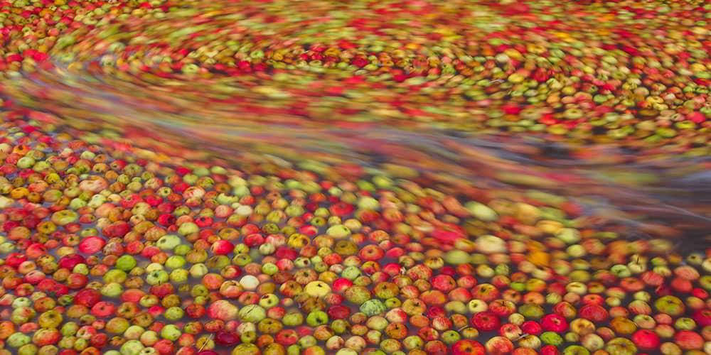 Many apples can be seen during the apple washing process.