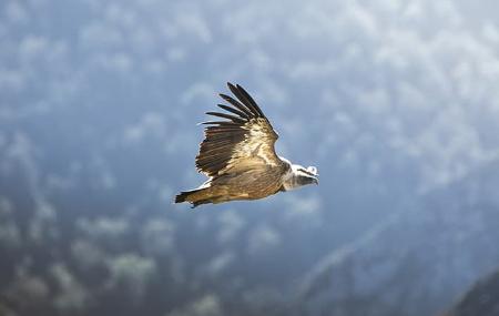 Terix Biointerpreted Walks Terix Biointerpretation