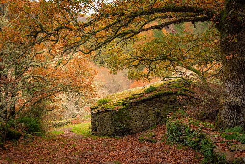 Image of the Seimeira Route (Santa Eulalia de Oscos)