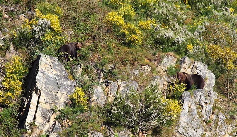 Bear sighting image (Cangas del Narcea)