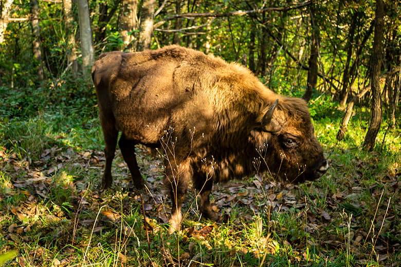 Imagen de un bisonte en el Parque de la Prehistoria de Teverga