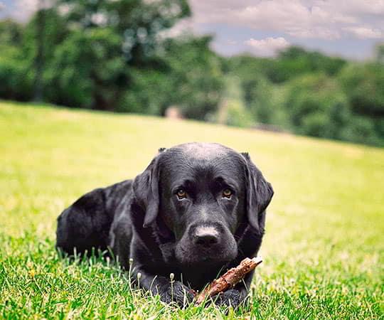 Dog in the foreground lying in a meadow.