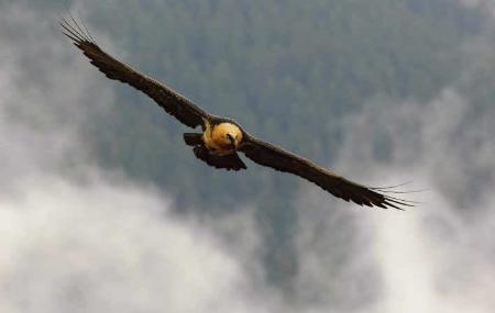 Bearded Vulture. Onís