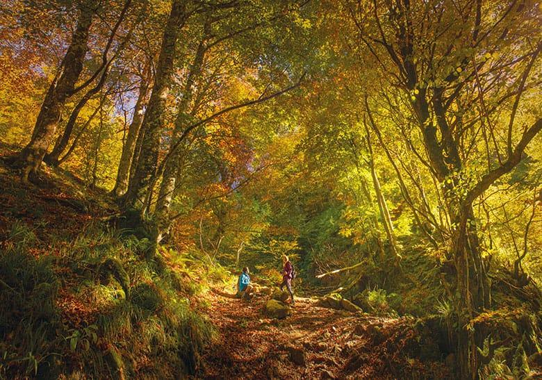 Image of the Montegrande beech forest (Teverga)