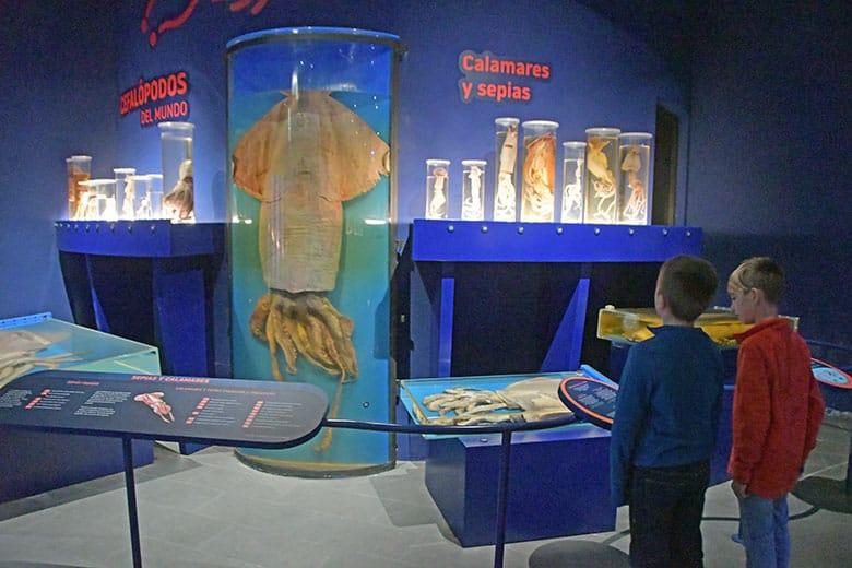 Image of the Giant Squid Museum