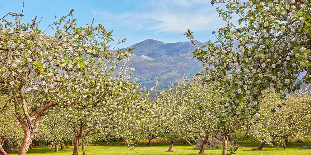 Plusieurs pommiers en fleurs à Sales (Colunga), aux branches couvertes de fleurs blanches, dans une prairie à l'herbe vert foncé, avec des montagnes en arrière-plan.