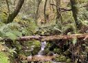 Log placed as a natural bridge over the Bobia stream in a dense forest.