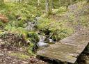Wooden bridge over a stream on a section of the Silence Route, surrounded by forest.