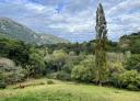 Mixed forest landscape with meadow and mountains in the background