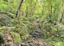 Stream amidst vegetation on Arguayo forest trail