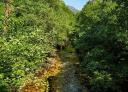 River Trubia flowing through lush vegetation on the Senda del Oso (Bear's Path)