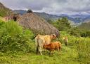 Vacas pastando en pradera inclinada de la Braña Tuiza con cielo nublado