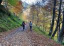 Wanderer auf einem Bergpfad, umgeben von herbstlichem Grün