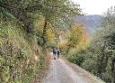 Hikers walking along a track on a wooded slope