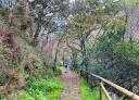 Forest path with wooden railing through vegetation