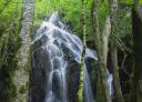 A Salgueira waterfall amidst trees in a leafy forest