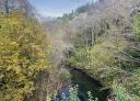 River flowing through a dense forest with tall trees and vegetation
